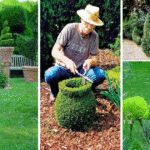 Pretty Up Your Backyard Designs with Topiary Art Adding Gorgeous Garden Decorations