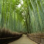 arashiyama-bamboo-forest-japan